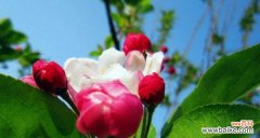 传承千年的美丽与寓意 海棠花语与象征意义