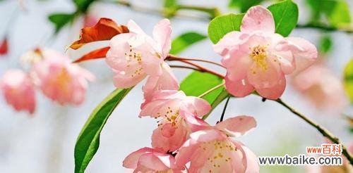 探寻海棠花的文化内涵与美学价值 海棠花的象征意义与传承