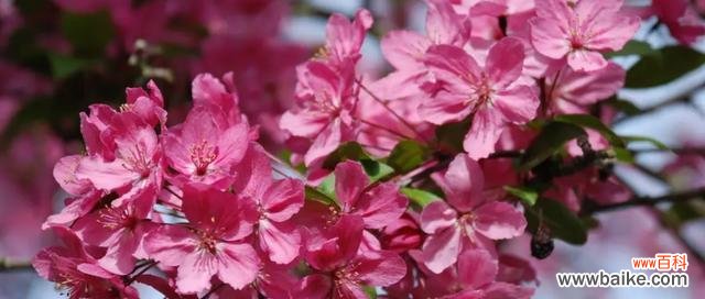 探寻海棠花的文化内涵与美学价值 海棠花的象征意义与传承