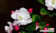 探寻海棠花的象征和内涵 海棠花语与寓意