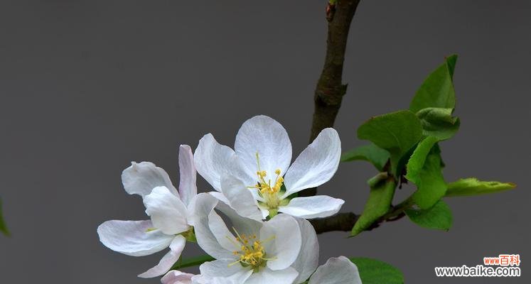 海棠花的寓意与传说 海棠花