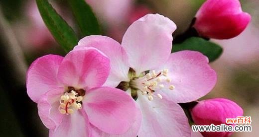 海棠花的寓意与传说 海棠花