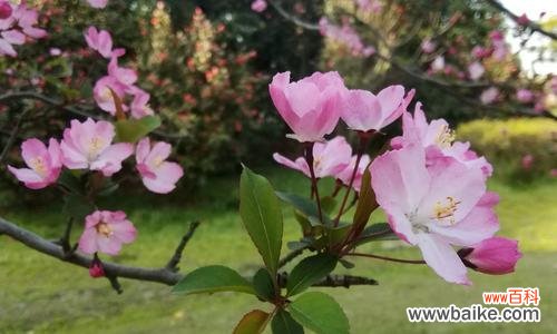 美丽绽放 海棠花