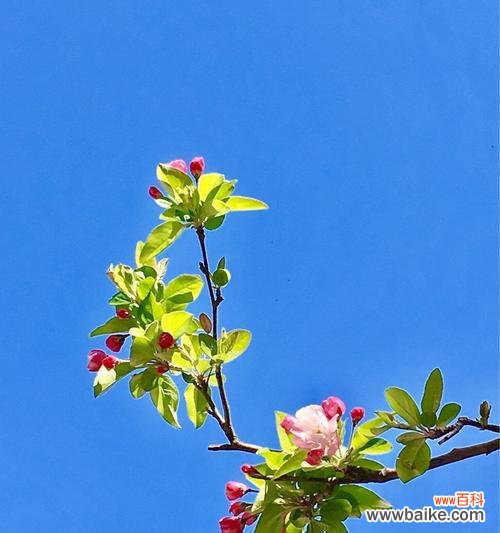 美丽绽放 海棠花