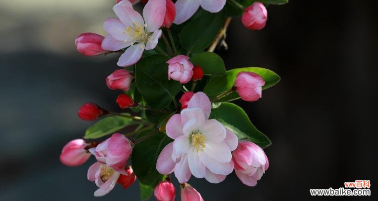 美丽绽放 海棠花