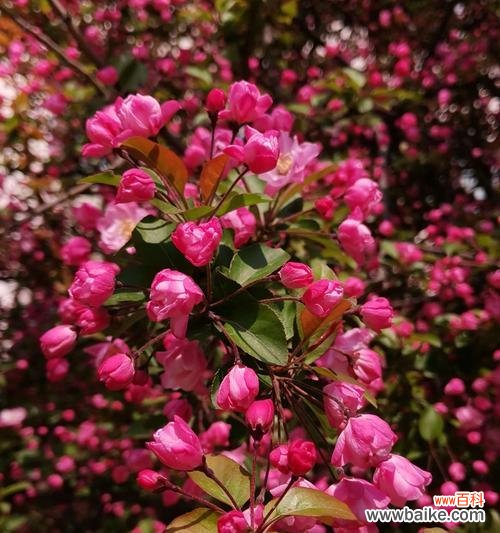探寻海棠树的文化内涵和美学价值 海棠树的象征意义与寓意