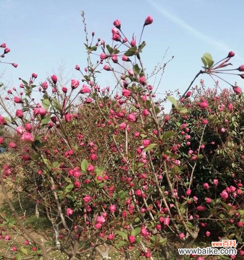 探寻海棠树的文化内涵和美学价值 海棠树的象征意义与寓意