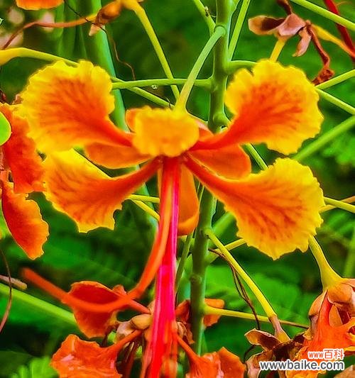 传递爱意 以海桐花花语的诗意盛开