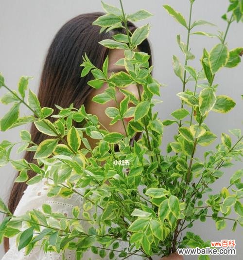 传递爱意 以海桐花花语的诗意盛开