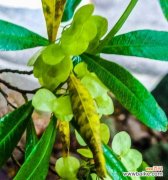 传递爱意 以海桐花花语的诗意盛开