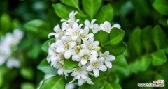 探索自然花语的奥秘 海桐花语