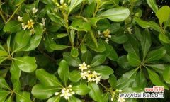 探寻海桐树的生命力与坚韧精神 海桐树的寓意与人生哲理