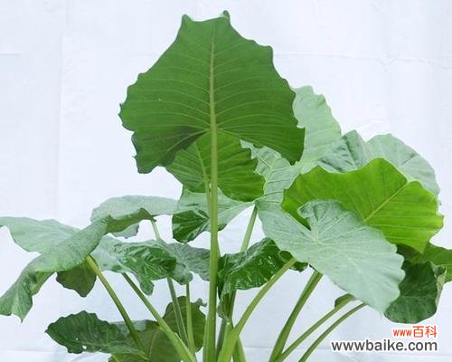 盛开在心间的美丽与深情 海芋花的花语