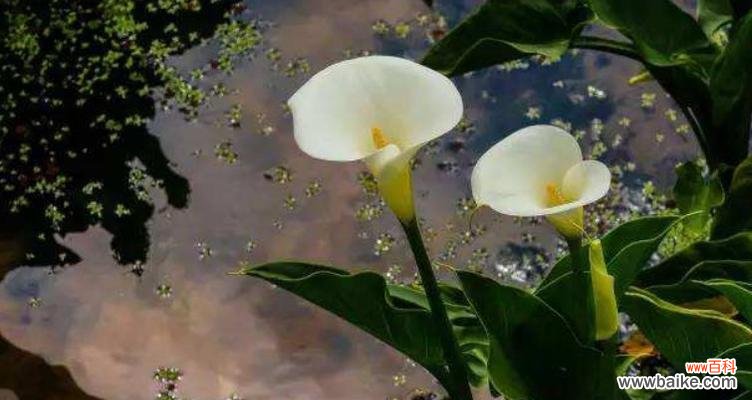 盛开在心间的美丽与深情 海芋花的花语