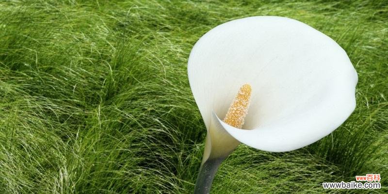 盛开在心间的美丽与深情 海芋花的花语