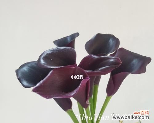 蜜蜂舞曲中的秘密 海芋传说