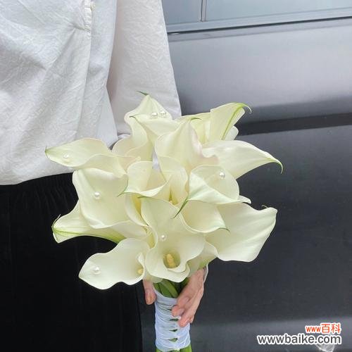 蜜蜂舞曲中的秘密 海芋传说