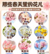 揭开蓝色风信子的神秘面纱，感受花朵传递的意义 蓝色风信子花语的诠释