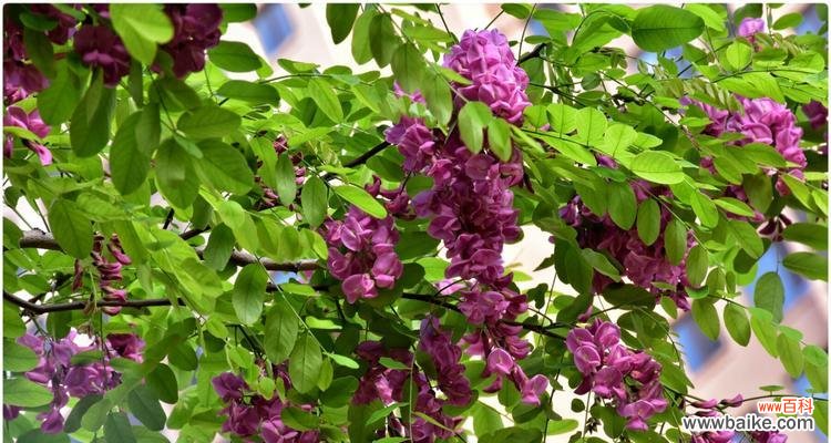 探索槐花的美丽与寓意 槐花的五种颜色与花语