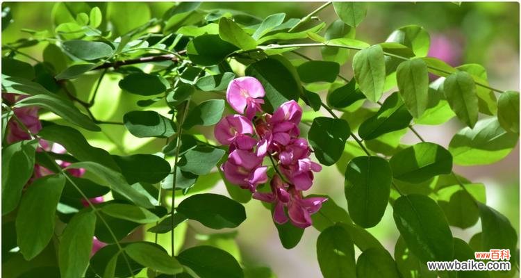 探索槐花的美丽与寓意 槐花的五种颜色与花语