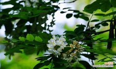 探索槐花的美丽与寓意 槐花的五种颜色与花语