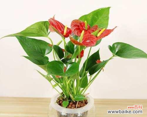 寓意与摆放位置 花烛风水之道