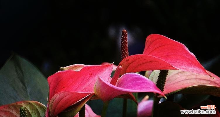 寓意与摆放位置 花烛风水之道