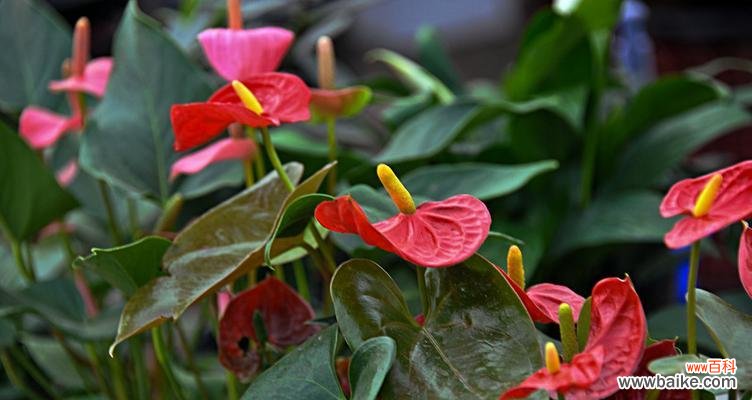 寓意与摆放位置 花烛风水之道