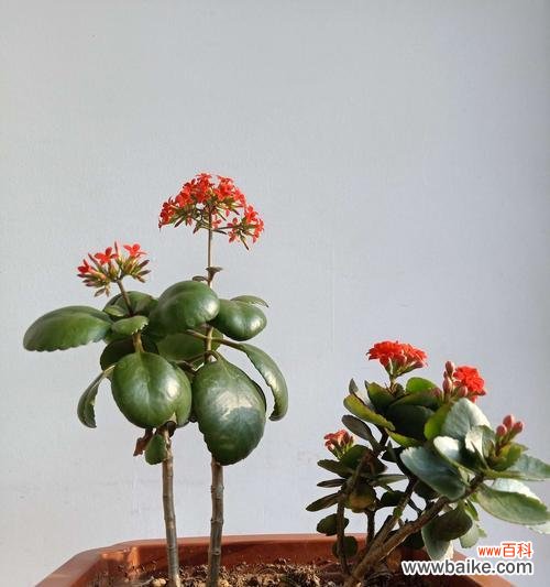 如何让花朵在盆中绽放美丽 以花开爆盆，养花爆盆的方法大揭秘