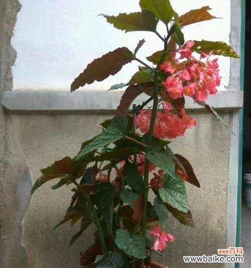 如何让花朵在盆中绽放美丽 以花开爆盆，养花爆盆的方法大揭秘