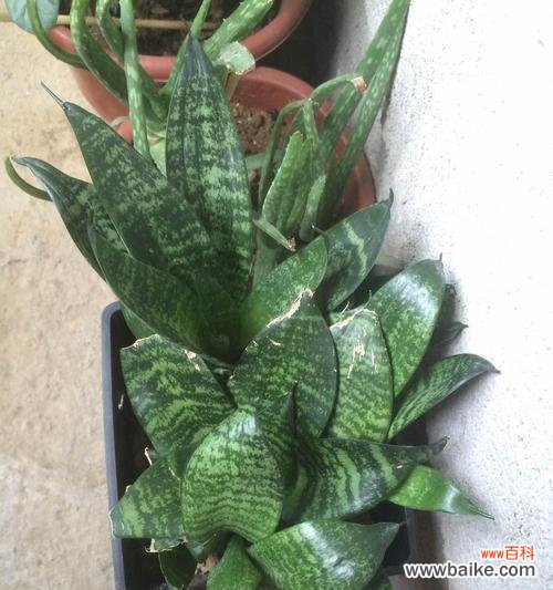 红色虎皮兰 虎皮兰的花语与寓意