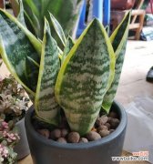 红色虎皮兰 虎皮兰的花语与寓意