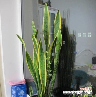 红色虎皮兰 虎皮兰的花语与寓意