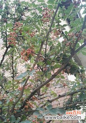 探索花椒树在风水中的重要性及象征意义 花椒树的风水作用与寓意