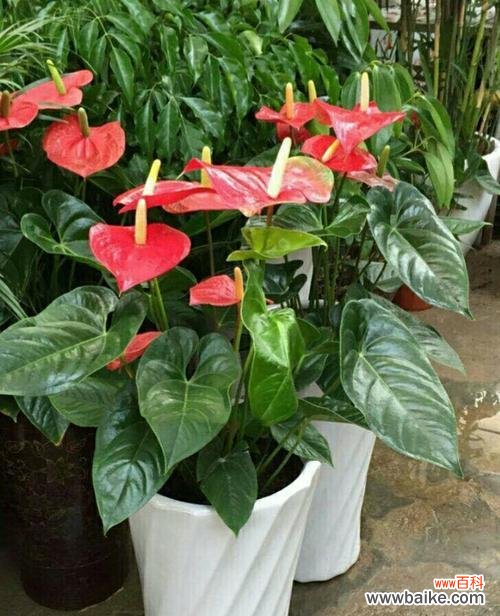 传承岁月繁华 黄金兰——花开富贵