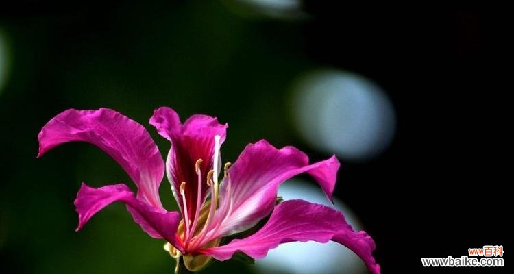 传承岁月繁华 黄金兰——花开富贵