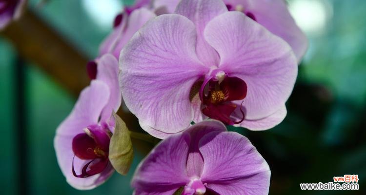 探寻黄蝴蝶兰所传达的美好寓意和深刻花语 黄蝴蝶兰的花语与寓意