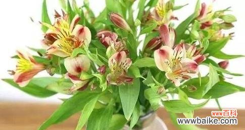 探寻黄百合花的花语和寓意 黄百合花