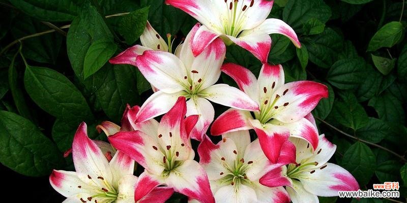 黄百合花的独特之处及其在文化中的重要地位 黄百合花的象征意义与寓意