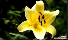 传递真诚与纯洁的花朵 以黄百合代表的花语