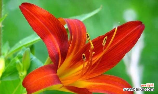 传递真诚与纯洁的花朵 以黄百合代表的花语