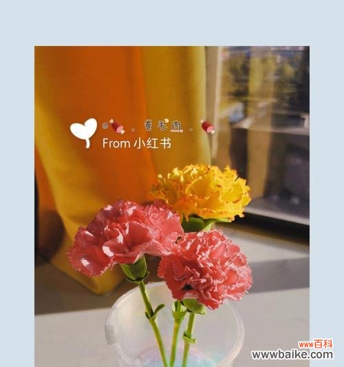 探索黄康乃馨花语的深层含义 黄康乃馨花语之美丽与温馨