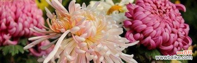 寓意希望与坚韧 黄菊花的花语之探寻阳光与希望