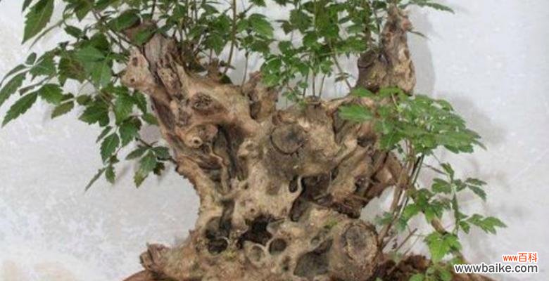 探索黄荆盆景的风水寓意与福神之树 黄荆树的风水作用——招财纳福