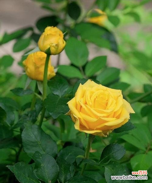 黄玫瑰的寓意和象征意义解析 黄玫瑰