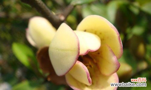 蕴含欢乐和积极力量的花朵 以含笑花为寓意的文章