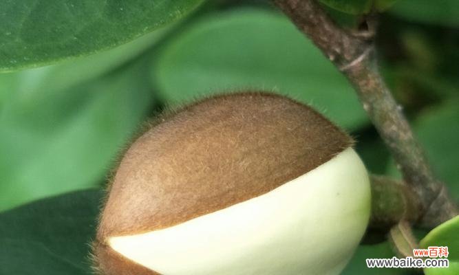 传递笑容的力量与美丽 以含笑花的代表寓意——快乐与希望