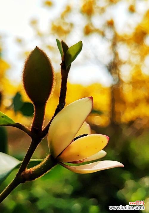 传递笑容的力量与美丽 以含笑花的代表寓意——快乐与希望