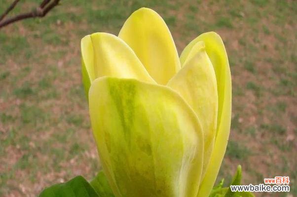 一朵花的笑容 含笑花花语