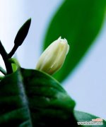 一朵花的笑容 含笑花花语